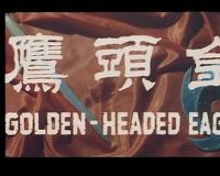 ��ͷӥ����